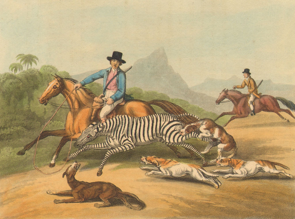 SOUTH AFRICA. Hunting the Zebra. Horses Dogs Lassoo (Edward Orme)  1814 print